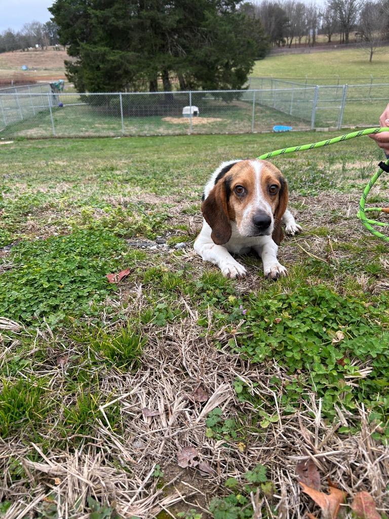 Enlarge Hearty-Adoptable Awaiting S/N, a Adoptable Beagle in Chickamauga , GA image 3/3