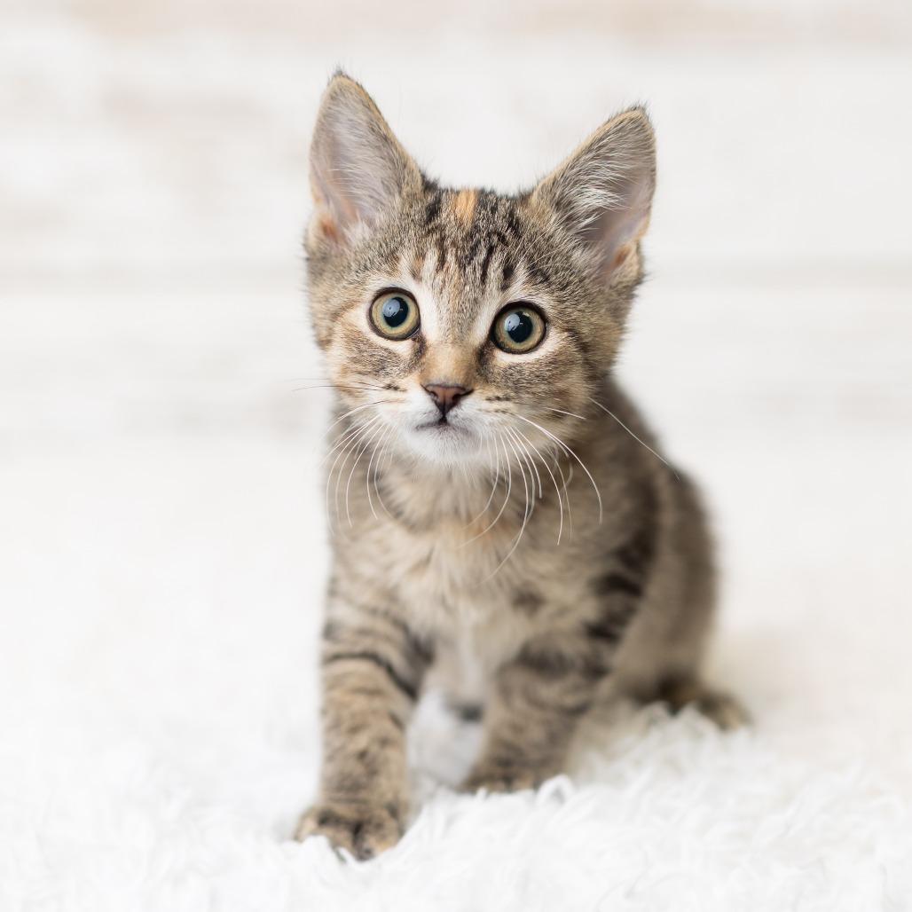 Aiofe, a Adoptable Domestic Short Hair in St. Paul, MN image 1/5