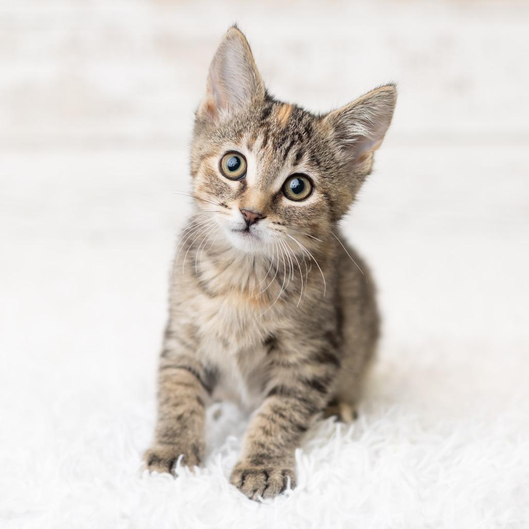Aiofe, a Adoptable Domestic Short Hair in St. Paul, MN image 2/5