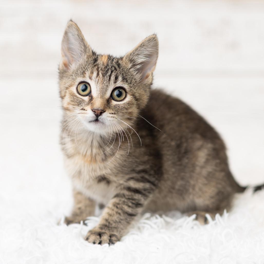 Aiofe, a Adoptable Domestic Short Hair in St. Paul, MN image 3/5
