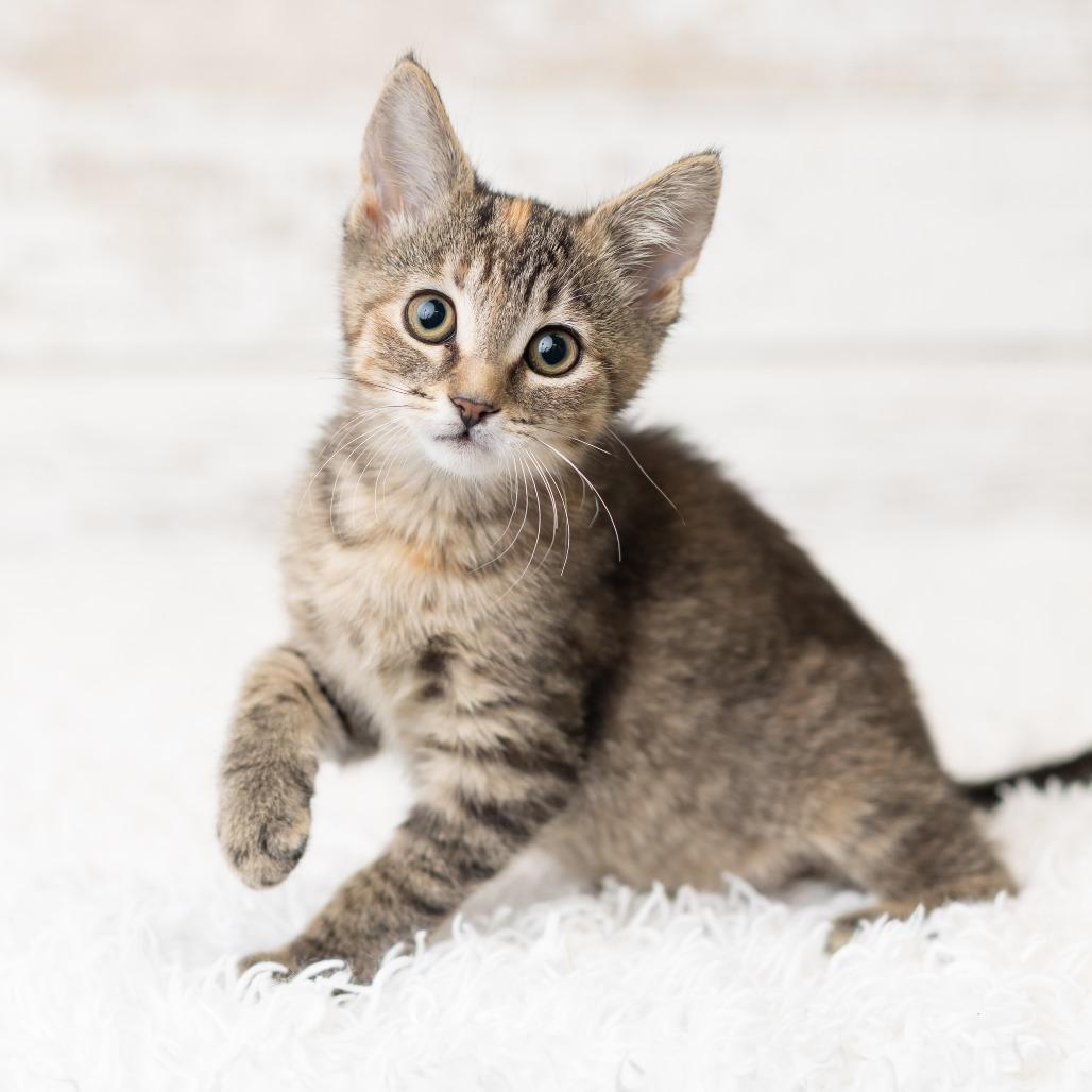 Aiofe, a Adoptable Domestic Short Hair in St. Paul, MN image 4/5