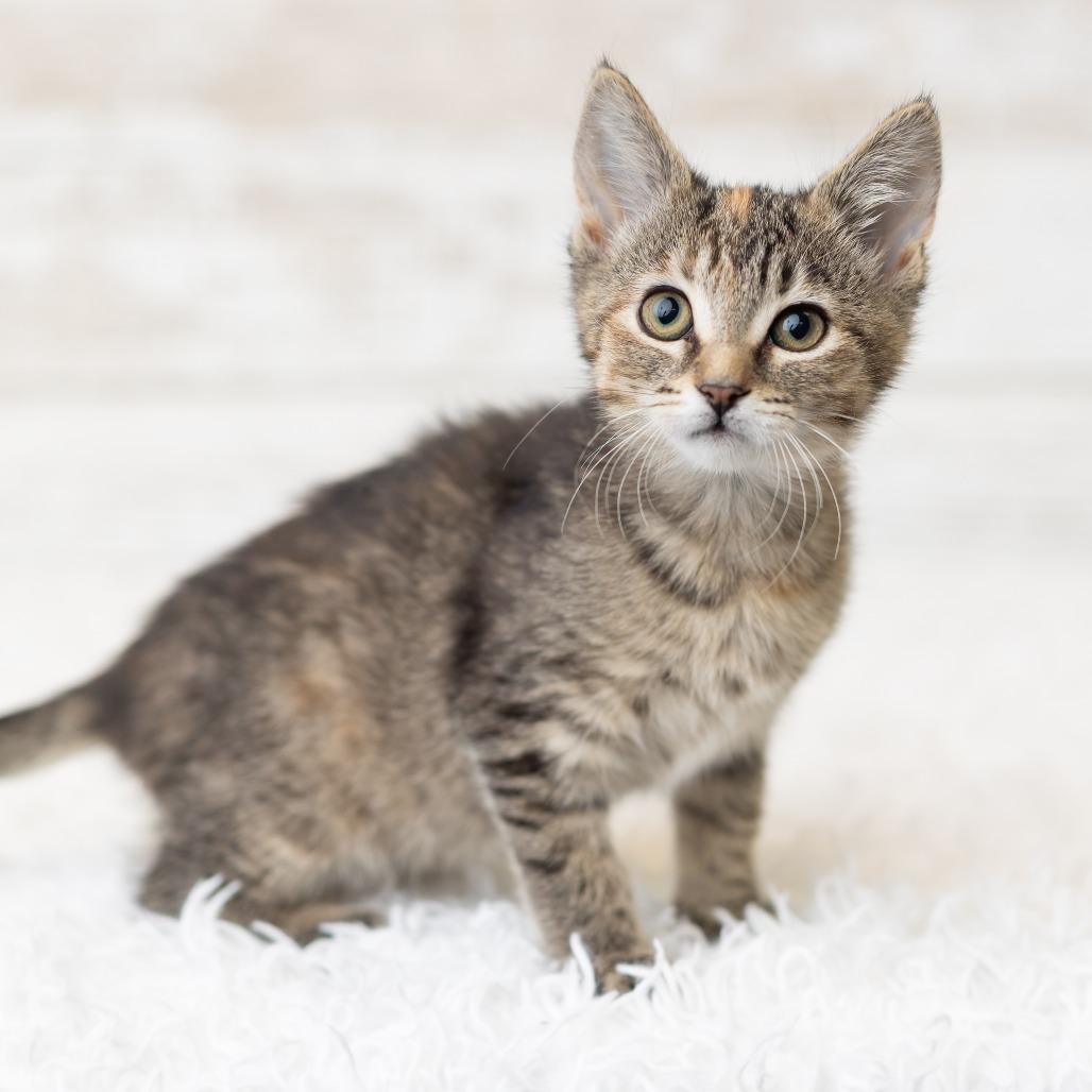 Aiofe, a Adoptable Domestic Short Hair in St. Paul, MN image 5/5