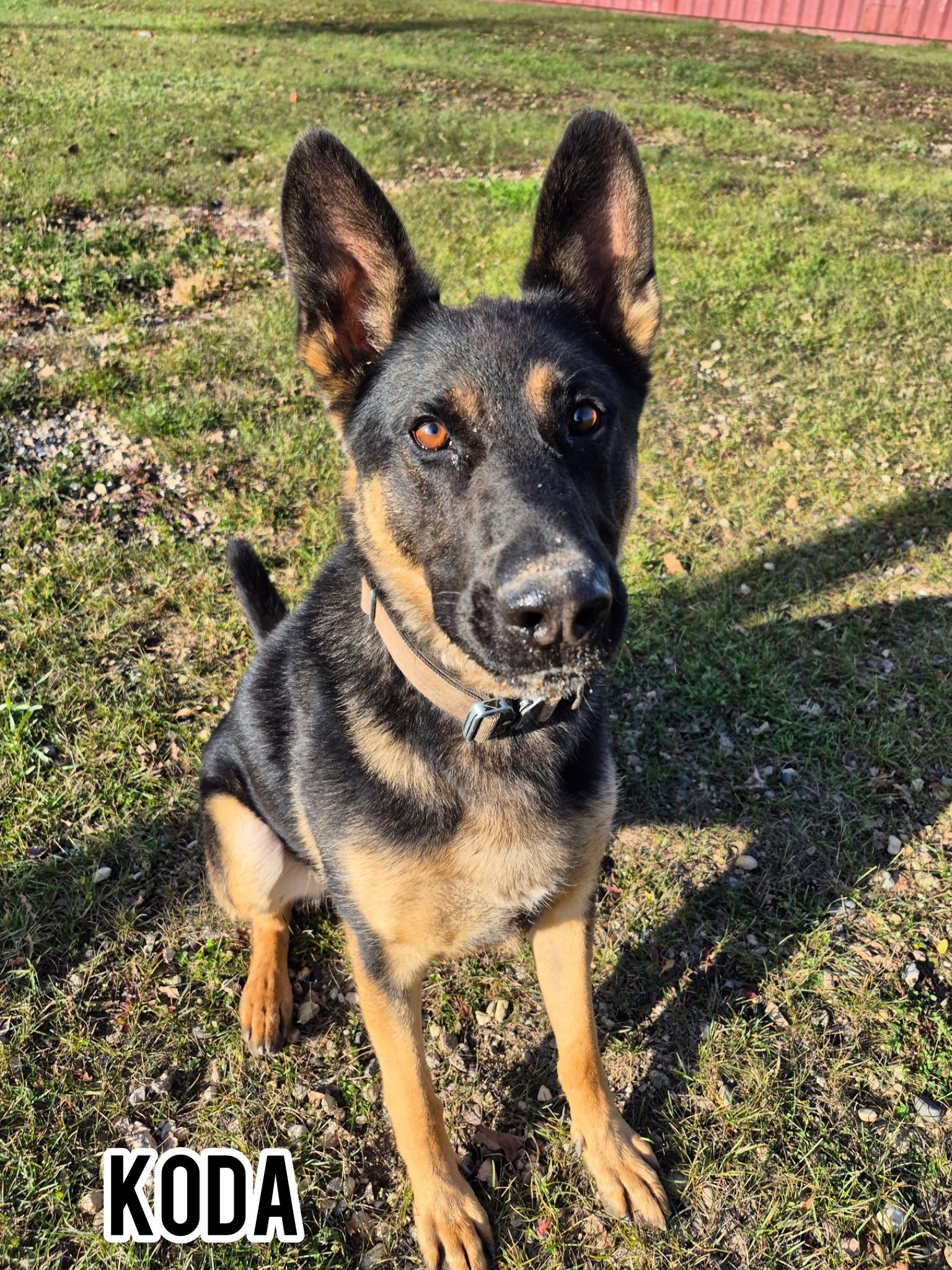 Enlarge Koda, a Adoptable German Shepherd Dog in Dauphin, MB image 1/1