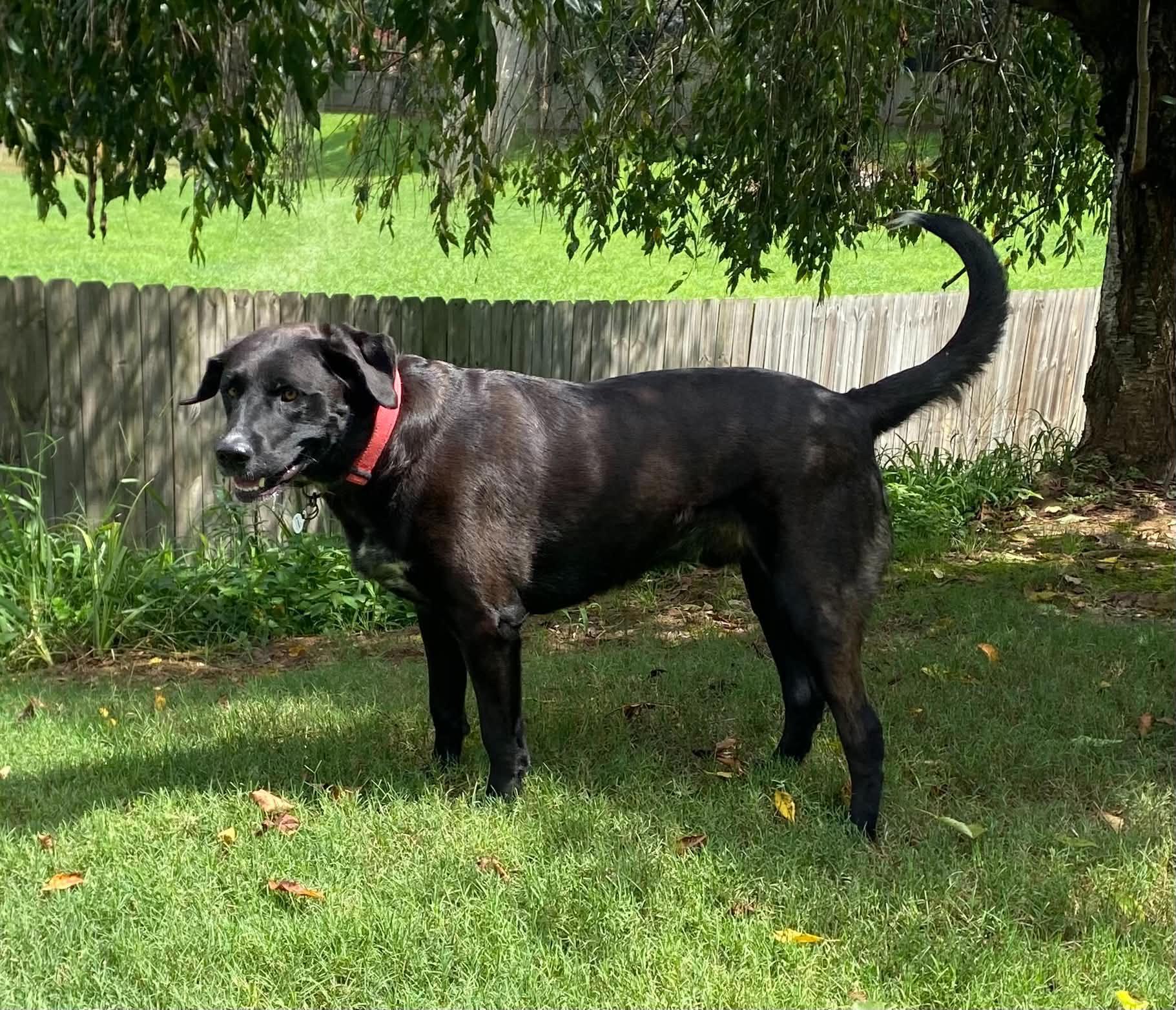 Budsey, a ADOPTABLE mixed breed in Cumming, GA image 3/4