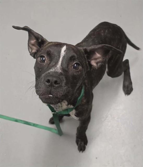 Enlarge Pixie, a ADOPTABLE Pit Bull Terrier in Phoenix, OR image 1/1