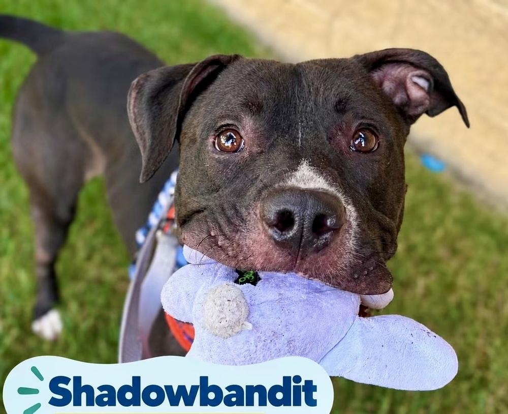 Enlarge Shadowbandit, a Adoptable mixed breed in Minneapolis, MN image 1/5