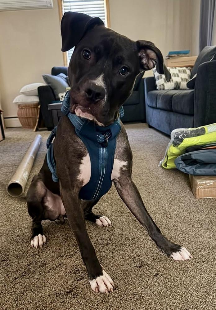 Enlarge Shadowbandit, a Adoptable mixed breed in Minneapolis, MN image 2/5