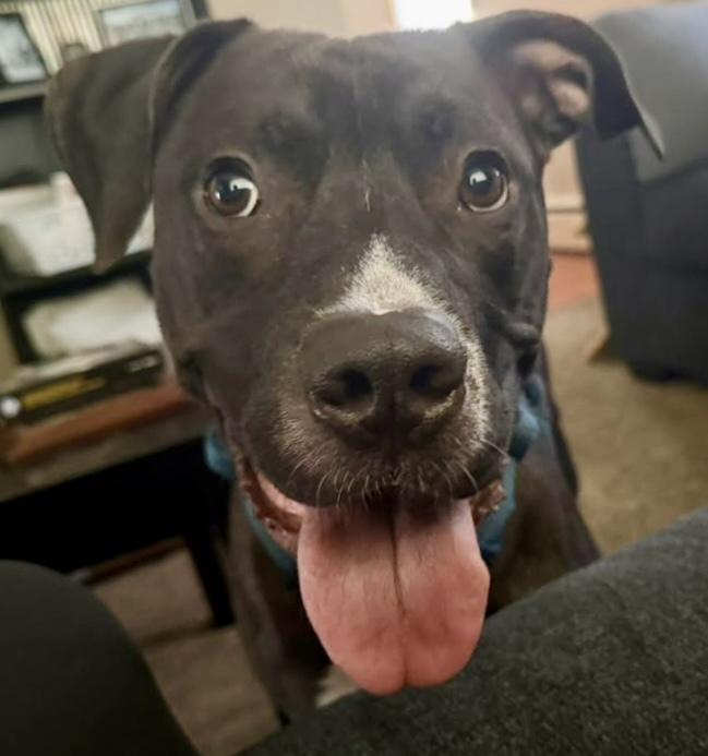 Enlarge Shadowbandit, a Adoptable mixed breed in Minneapolis, MN image 3/5
