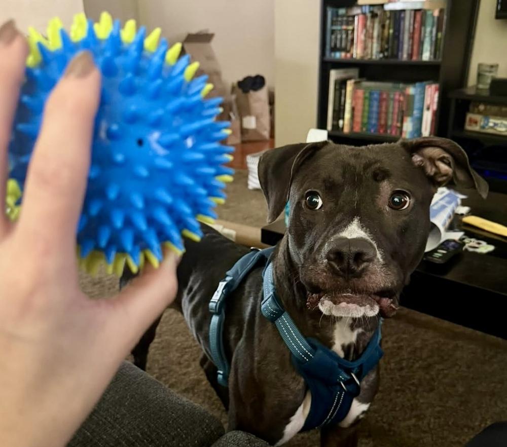 Enlarge Shadowbandit, a Adoptable mixed breed in Minneapolis, MN image 4/5