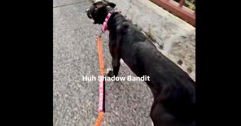 Enlarge Shadowbandit, a Adoptable mixed breed in Minneapolis, MN image 5/5