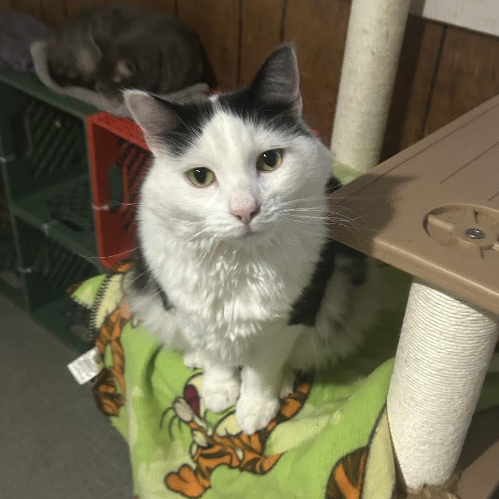 Enlarge Merlot, a Adoptable Domestic Medium Hair in Veneta, OR image 1/1