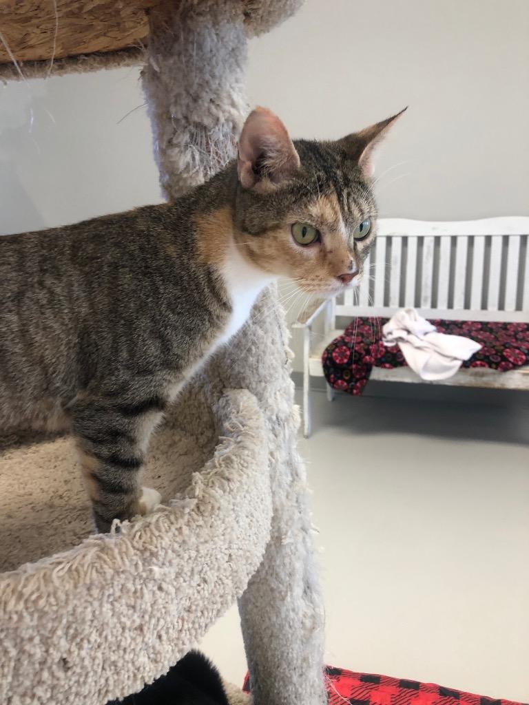 Cayenne, Adoptable, Adult Female Domestic Short Hair.