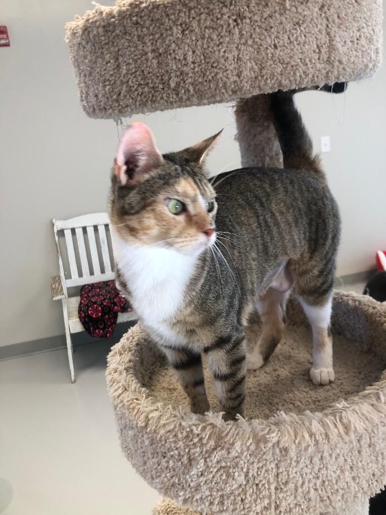 Cayenne, a Adoptable mixed breed image 1/4