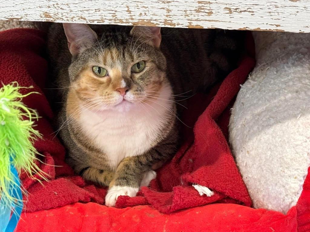 Cayenne, a Adoptable mixed breed image 3/4