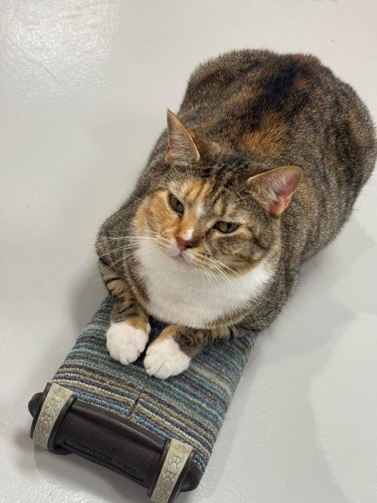 Cayenne, a Adoptable mixed breed image 4/4