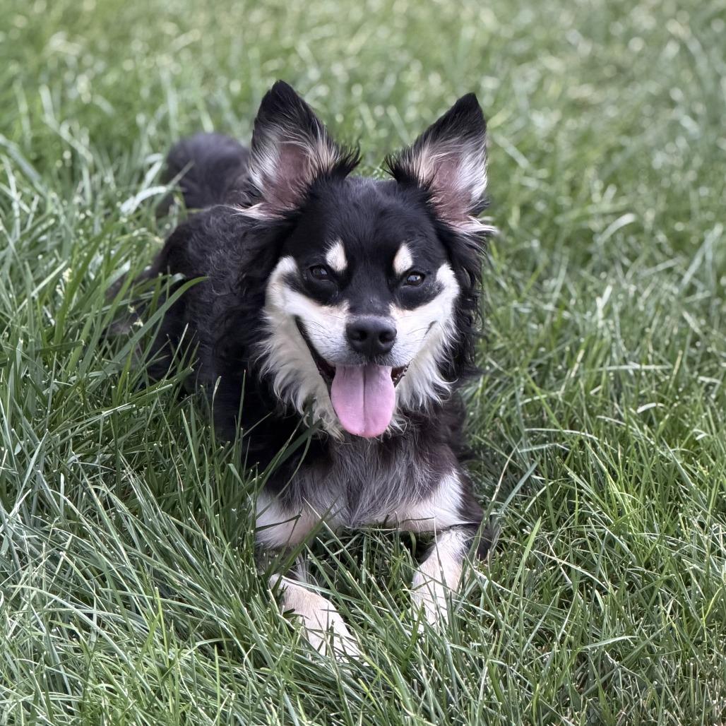 Zeke, Adoptable, Adult Male Papillon & Mixed Breed.