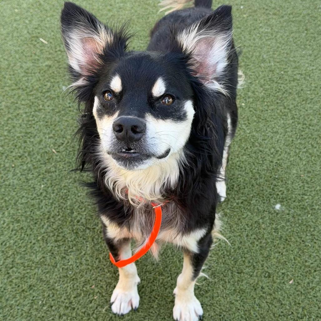 Enlarge Zeke, a Adoptable mixed breed in Wichita, KS image 2/2