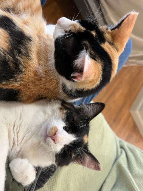 Enlarge Gypsy Girl & Baby Circus, an adopted Domestic Short Hair in Eagle Point, OR image 2/6