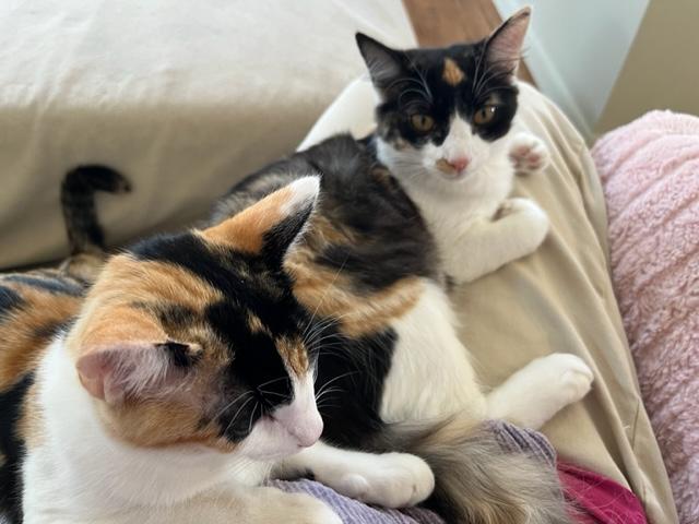 Enlarge Gypsy Girl & Baby Circus, an adopted Domestic Short Hair in Eagle Point, OR image 3/6