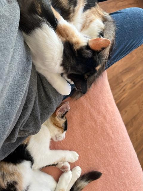 Enlarge Gypsy Girl & Baby Circus, an adopted Domestic Short Hair in Eagle Point, OR image 4/6