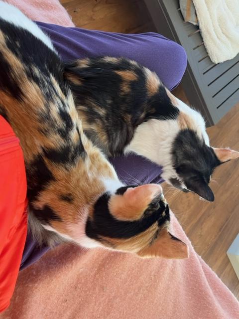 Enlarge Gypsy Girl & Baby Circus, an adopted Domestic Short Hair in Eagle Point, OR image 5/6