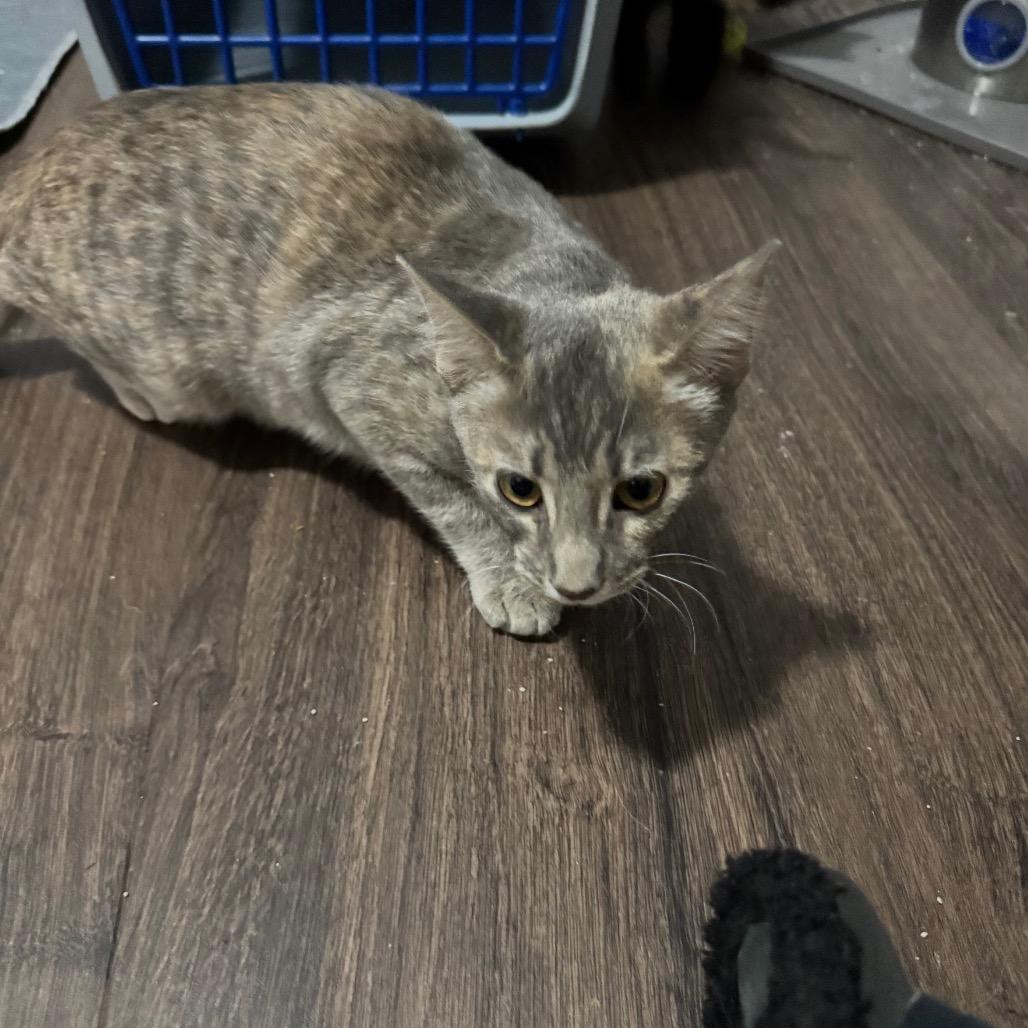 Rainbow Brite, Adoptable, Kitten Female Domestic Short Hair.