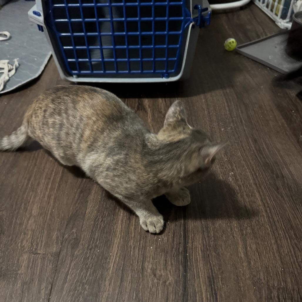 Enlarge Rainbow Brite, a Adoptable Domestic Short Hair in Roselle, IL image 2/6