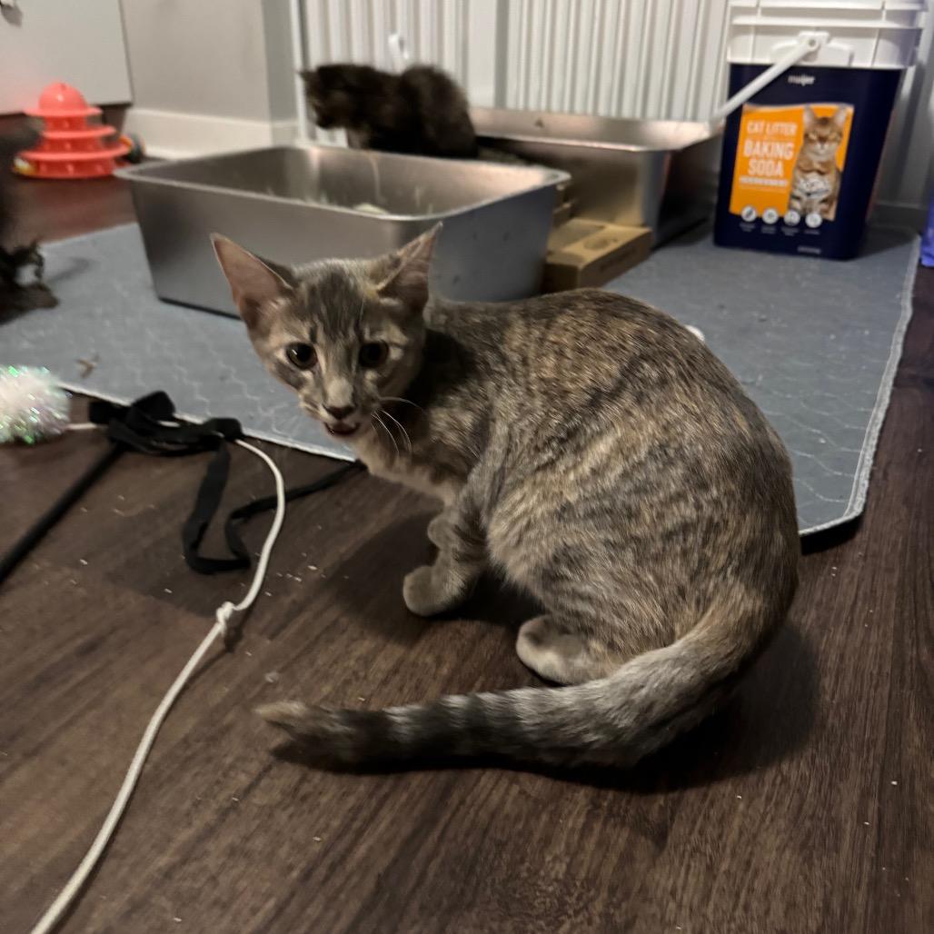 Enlarge Rainbow Brite, a Adoptable Domestic Short Hair in Roselle, IL image 3/6