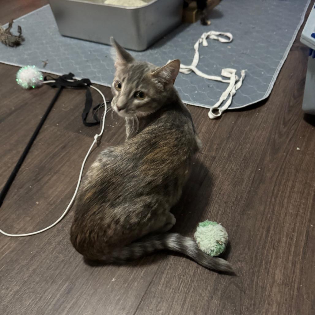 Enlarge Rainbow Brite, a Adoptable Domestic Short Hair in Roselle, IL image 4/6