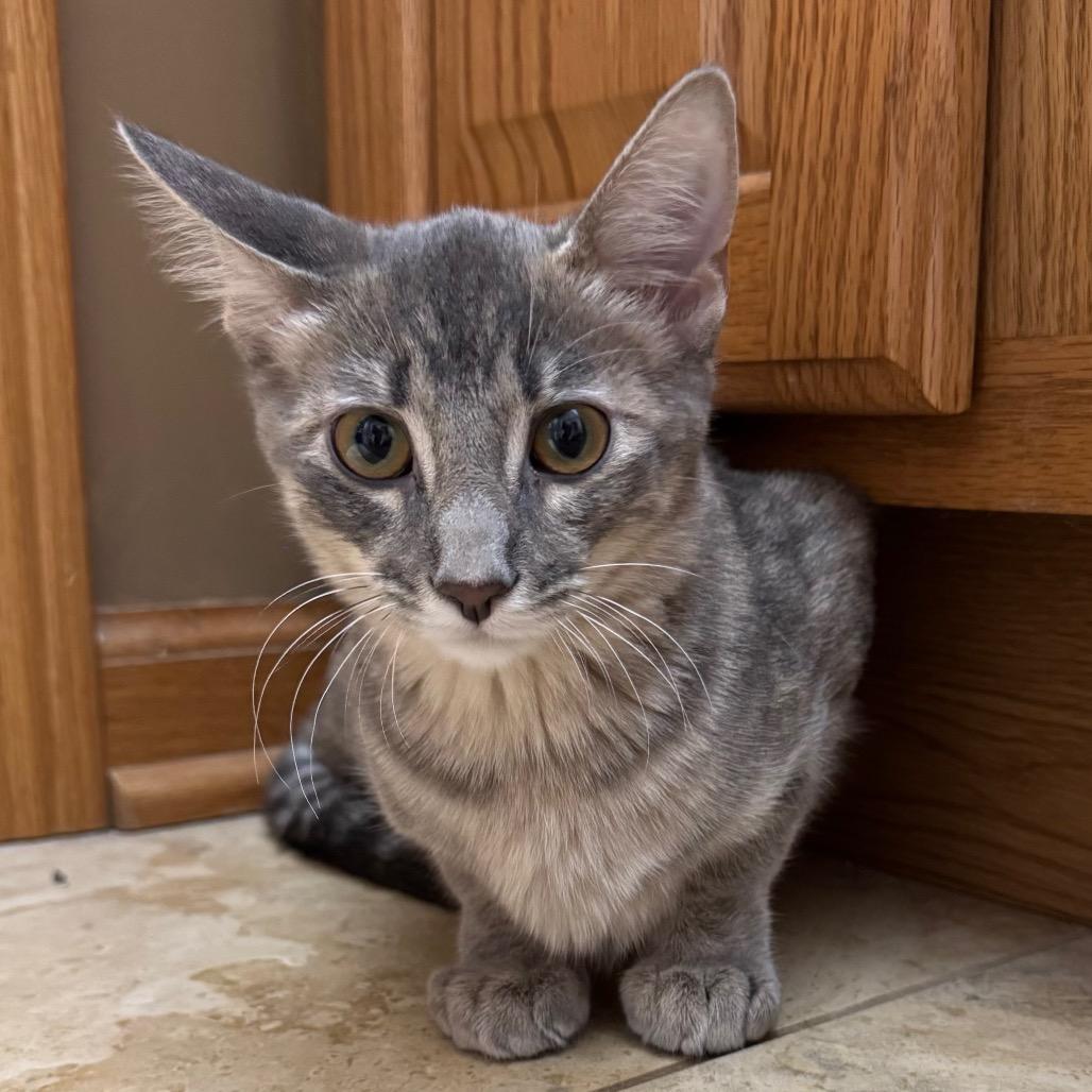 Enlarge Rainbow Brite, a Adoptable Domestic Short Hair in Roselle, IL image 5/6