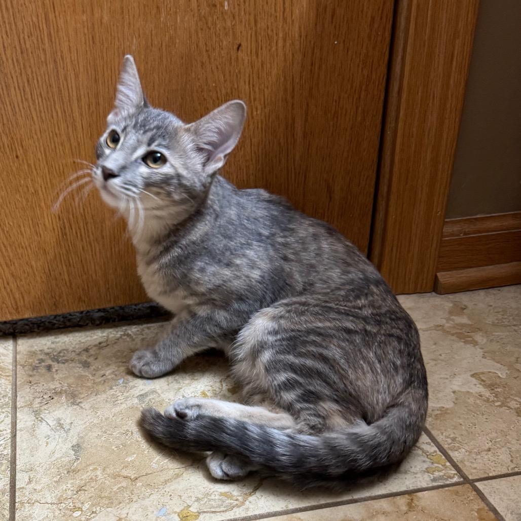 Enlarge Rainbow Brite, a Adoptable Domestic Short Hair in Roselle, IL image 6/6