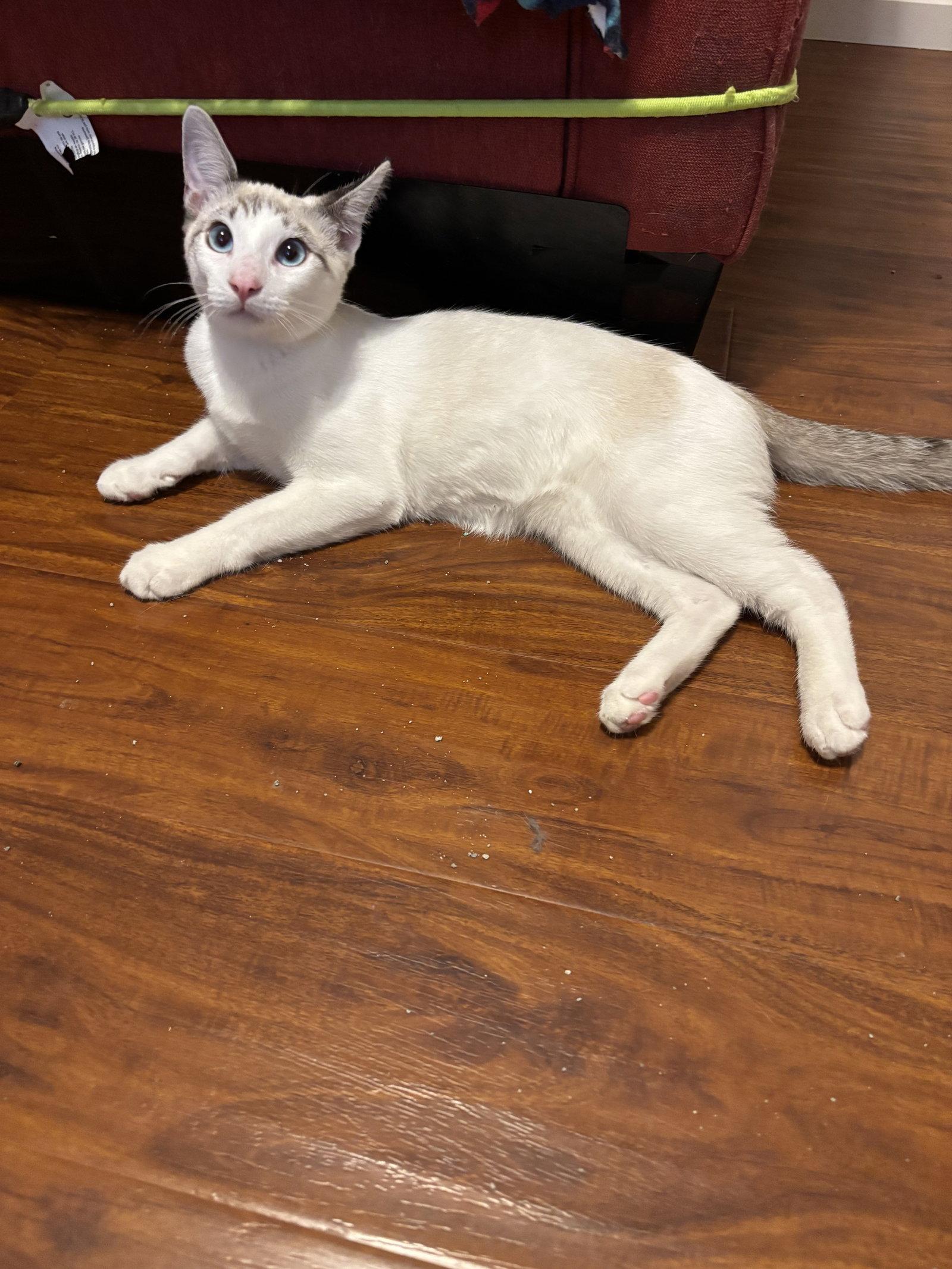 Enlarge Flurry, a Adoptable Siamese in Laguna Niguel, CA image 2/3