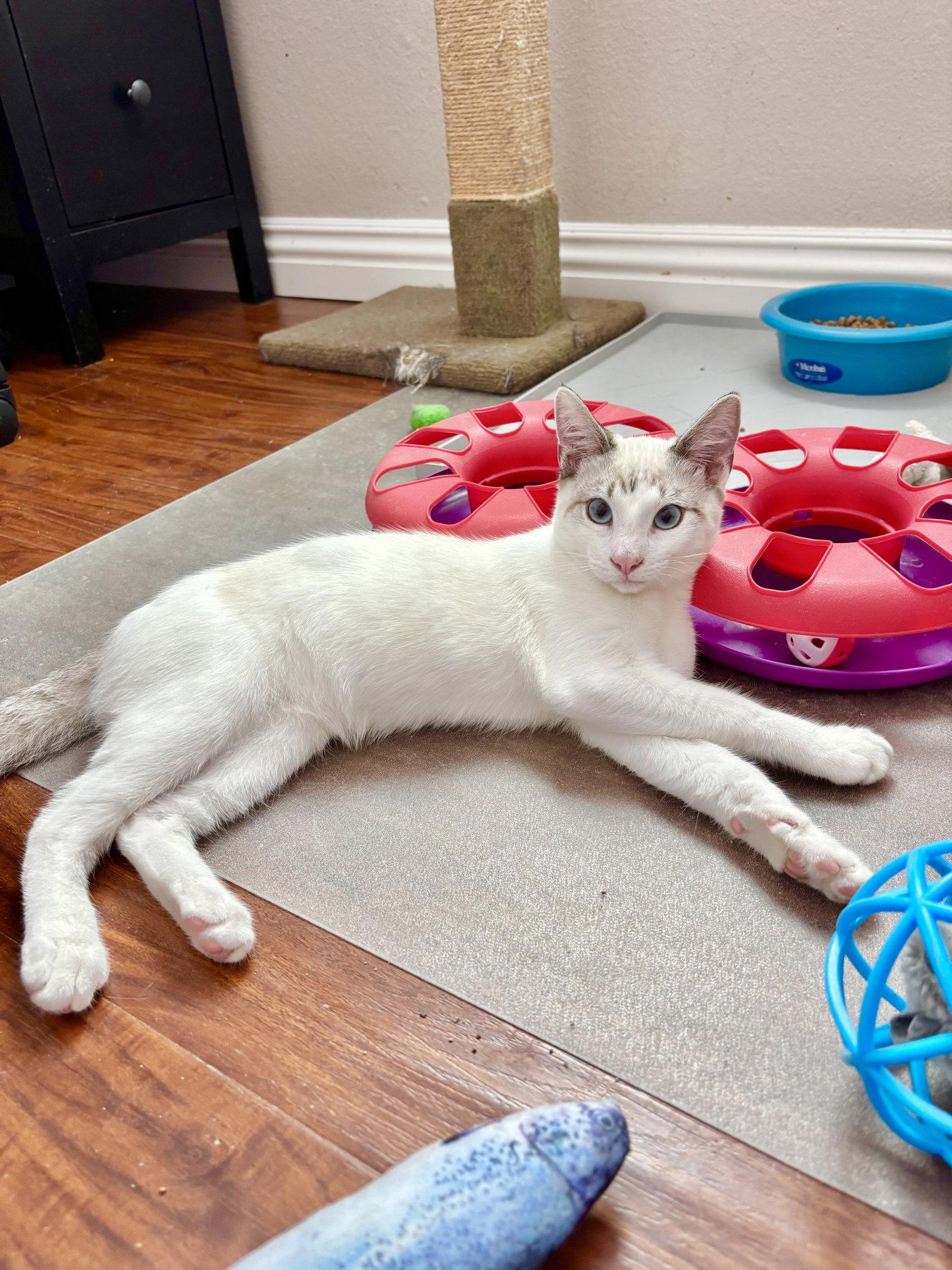 Enlarge Flurry, a Adoptable Siamese in Laguna Niguel, CA image 3/3