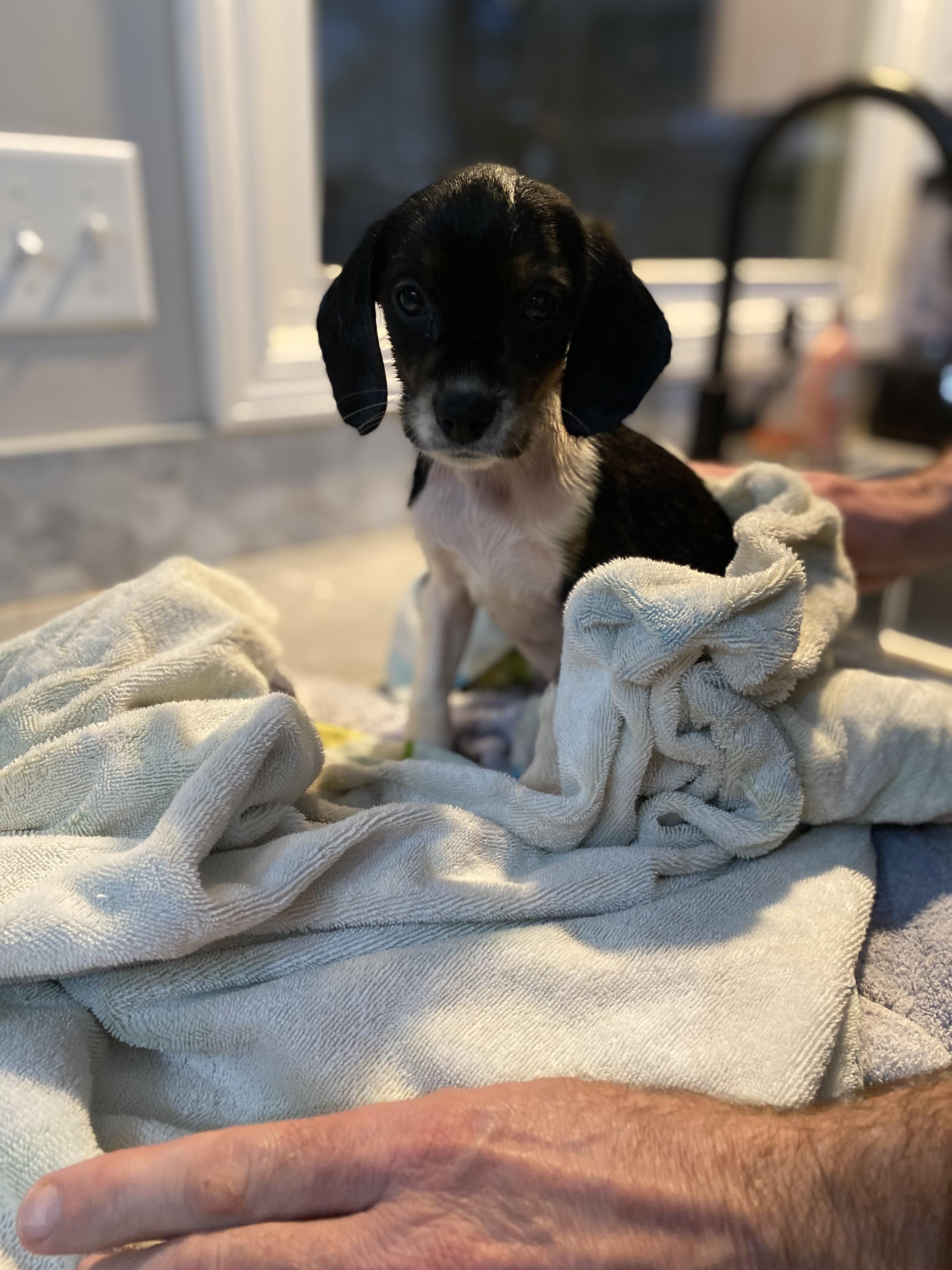 Enlarge Paris, a ADOPTABLE mixed breed in Byron, IL image 1/6