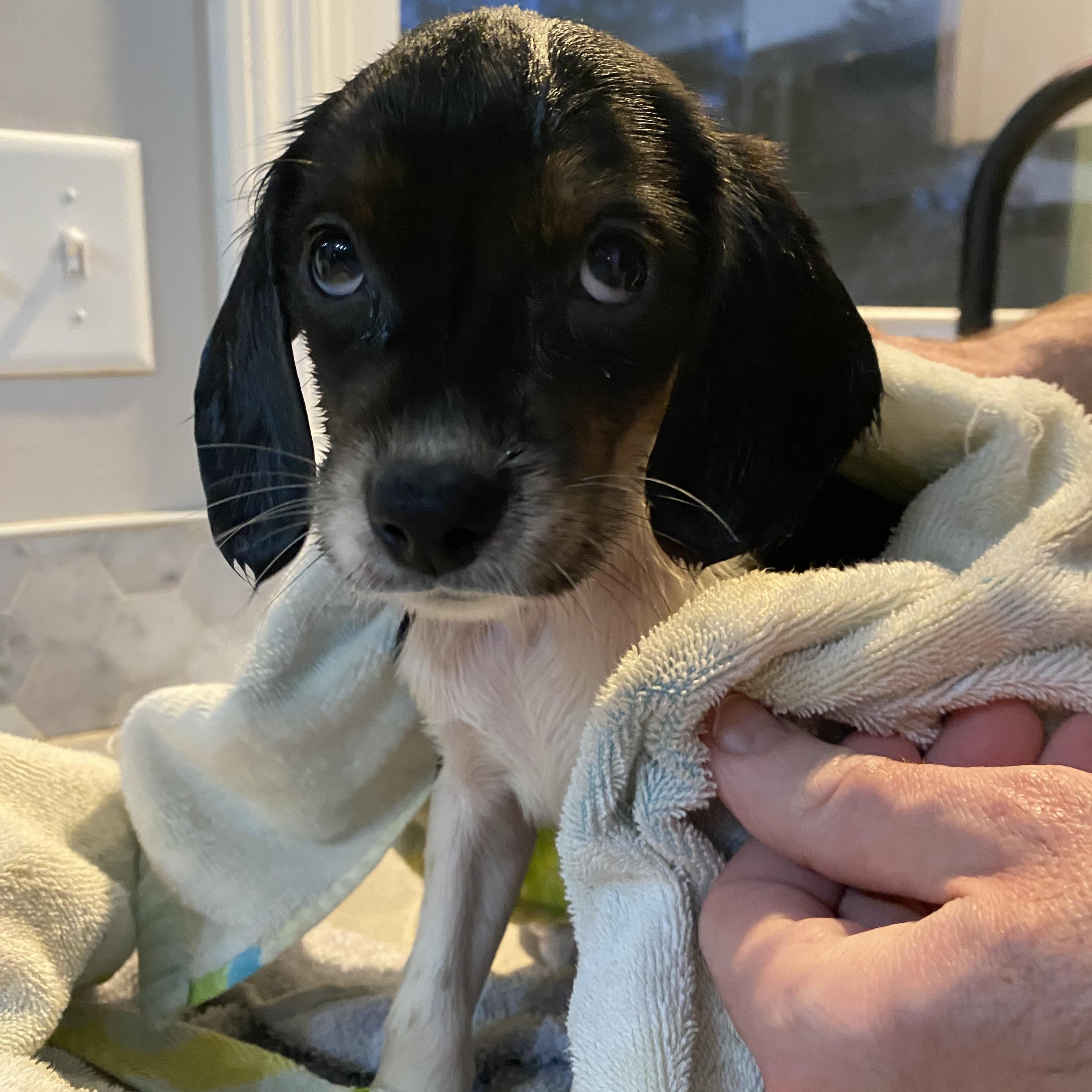 Enlarge Paris, a ADOPTABLE mixed breed in Byron, IL image 4/6