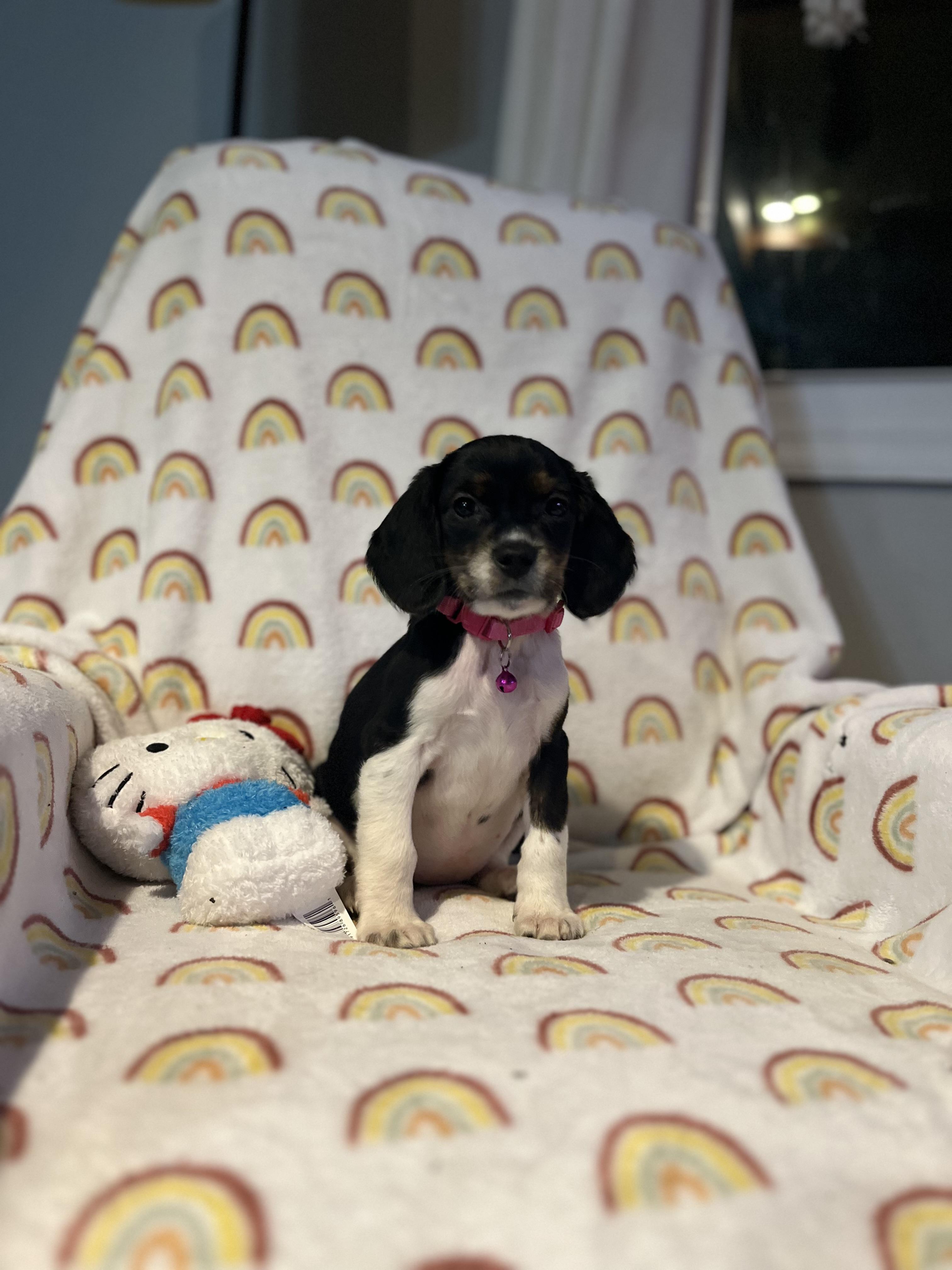 Enlarge Paris, a ADOPTABLE mixed breed in Byron, IL image 6/6