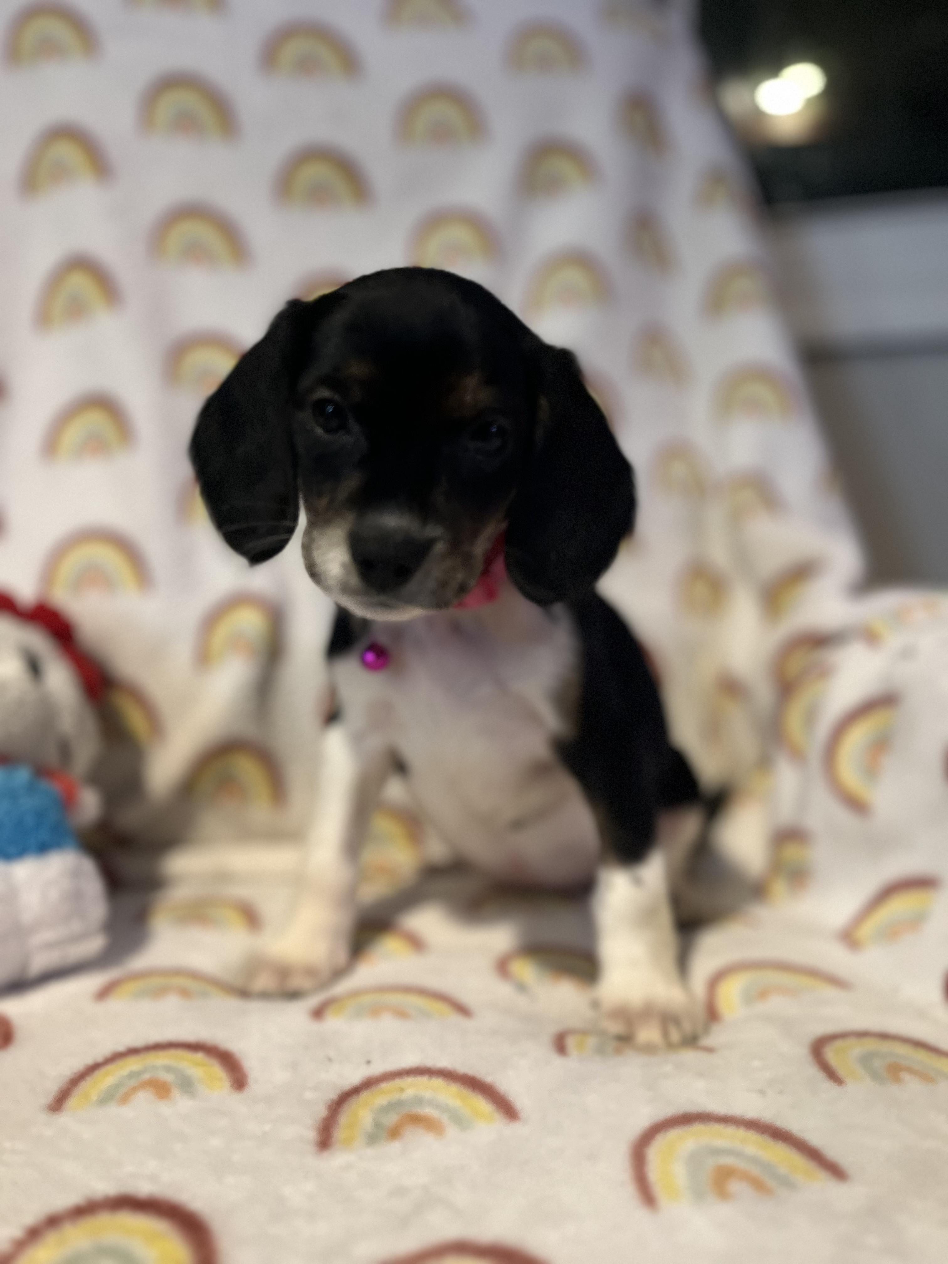 Enlarge Paris, a ADOPTABLE mixed breed in Byron, IL image 3/6