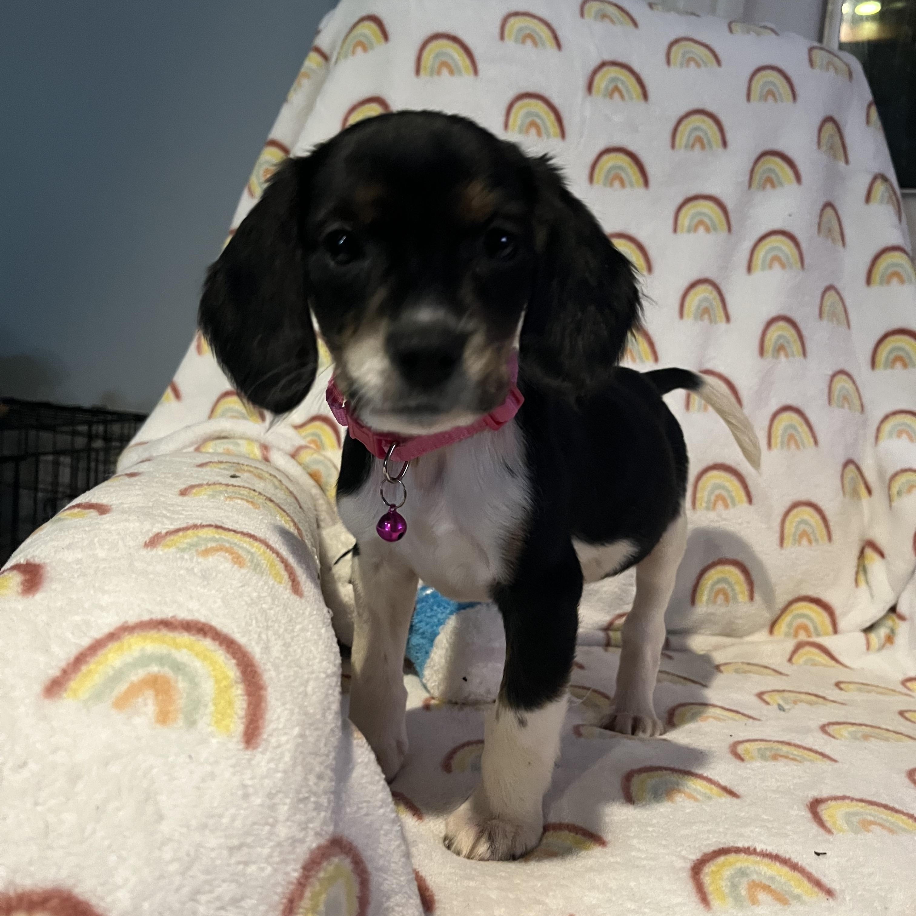 Enlarge Paris, a ADOPTABLE mixed breed in Byron, IL image 5/6