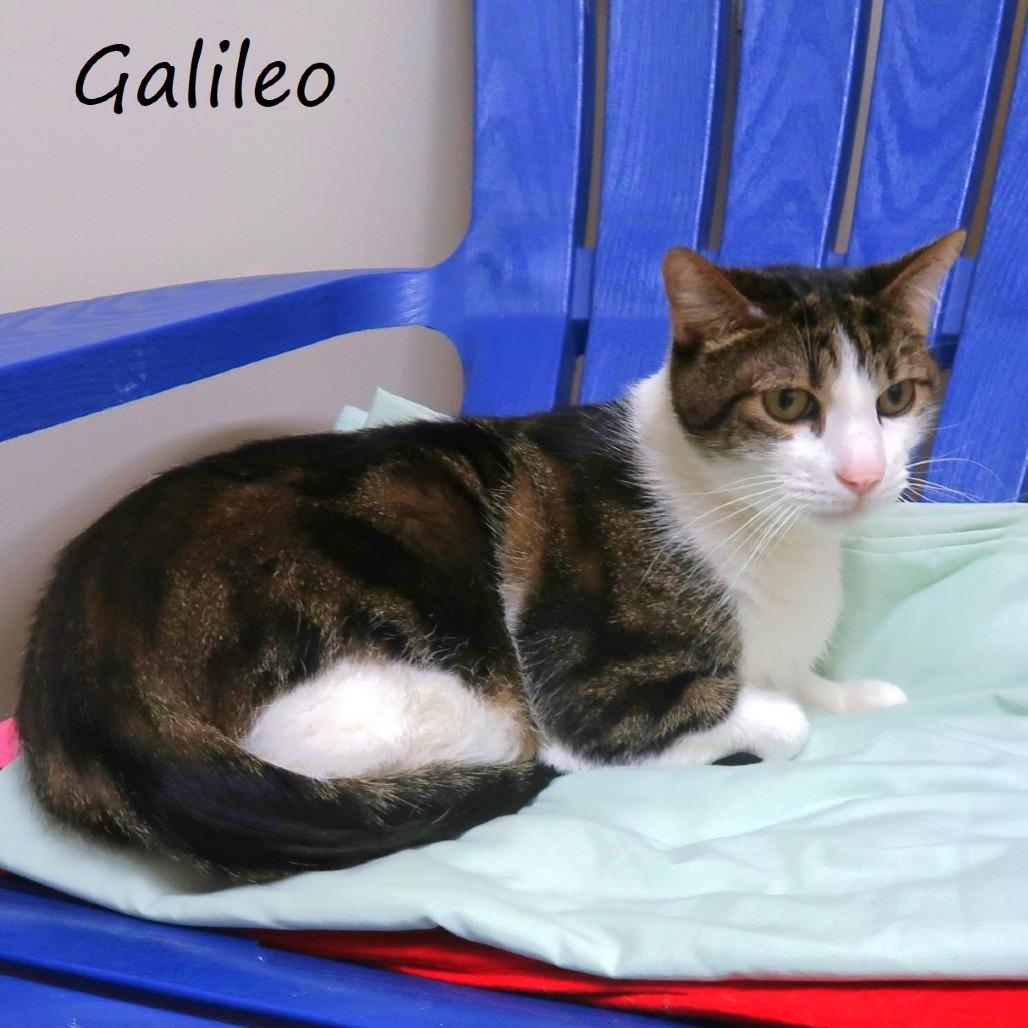 Galileo, Adoptable, Adult Male Domestic Short Hair.