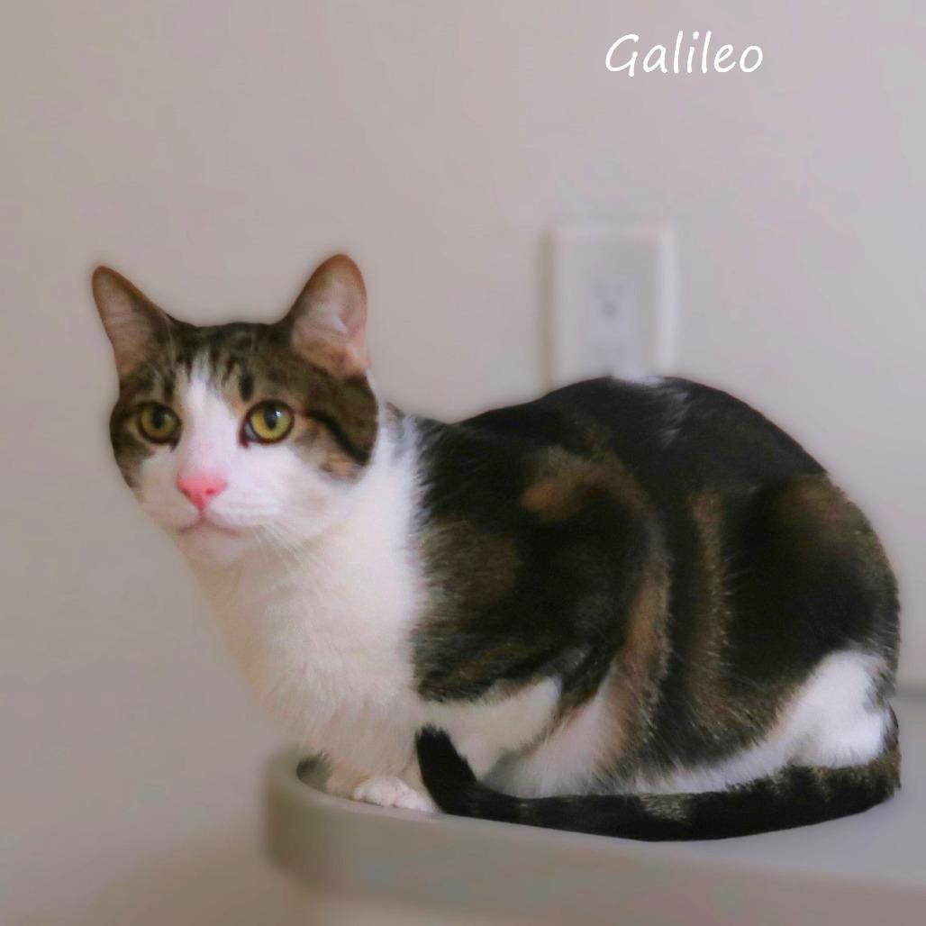 Galileo, Adoptable, Adult Male Domestic Short Hair.
