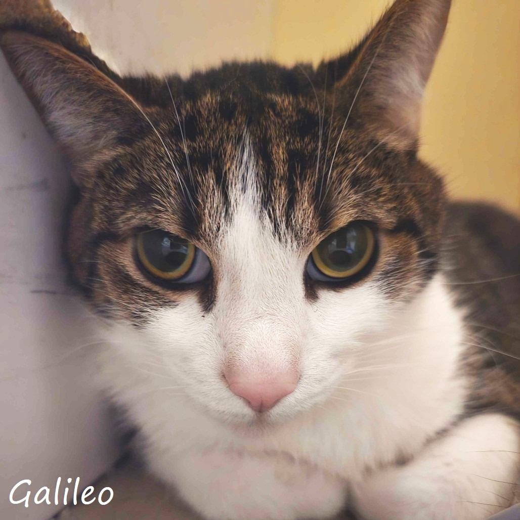 Galileo, a Adoptable Domestic Short Hair in Yucaipa, CA image 1/4