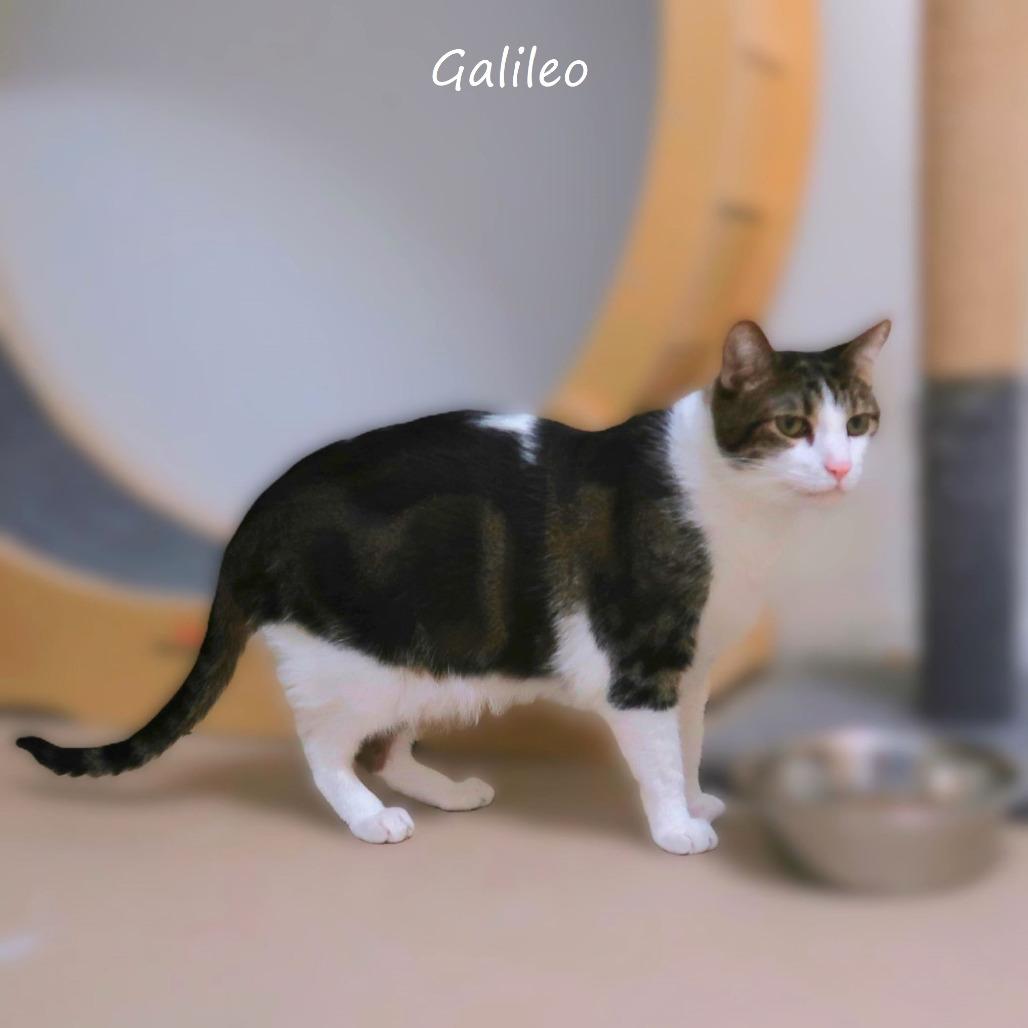 Enlarge Galileo, a Adoptable Domestic Short Hair in Yucaipa, CA image 2/6