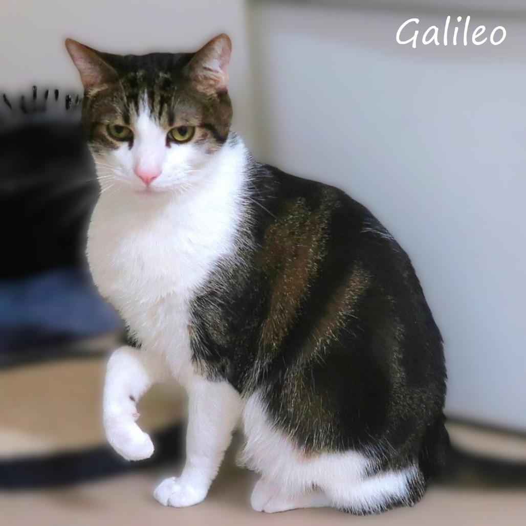 Enlarge Galileo, a Adoptable Domestic Short Hair in Yucaipa, CA image 3/6