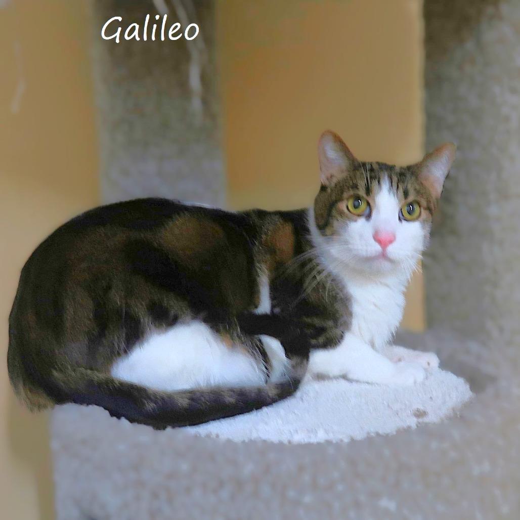 Enlarge Galileo, a Adoptable Domestic Short Hair in Yucaipa, CA image 5/6
