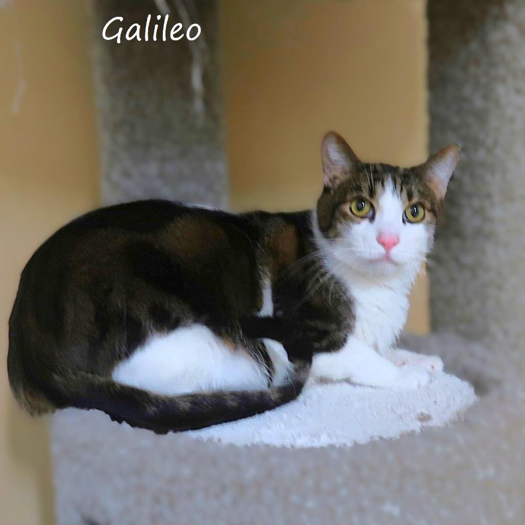 Galileo, a Adoptable Domestic Short Hair in Yucaipa, CA image 3/4