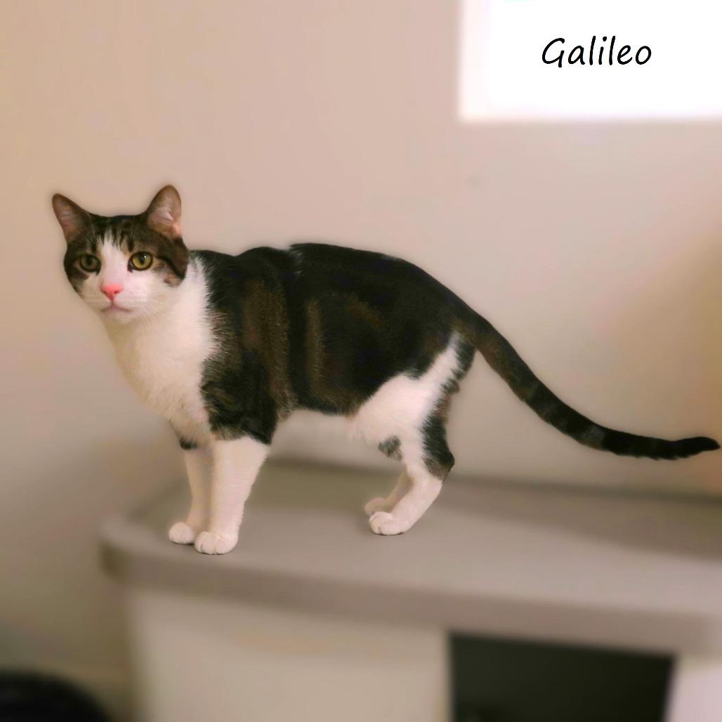 Enlarge Galileo, a Adoptable Domestic Short Hair in Yucaipa, CA image 6/6