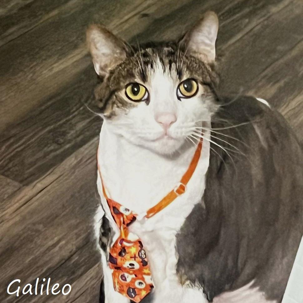 Galileo, a Adoptable Domestic Short Hair in Yucaipa, CA image 4/4