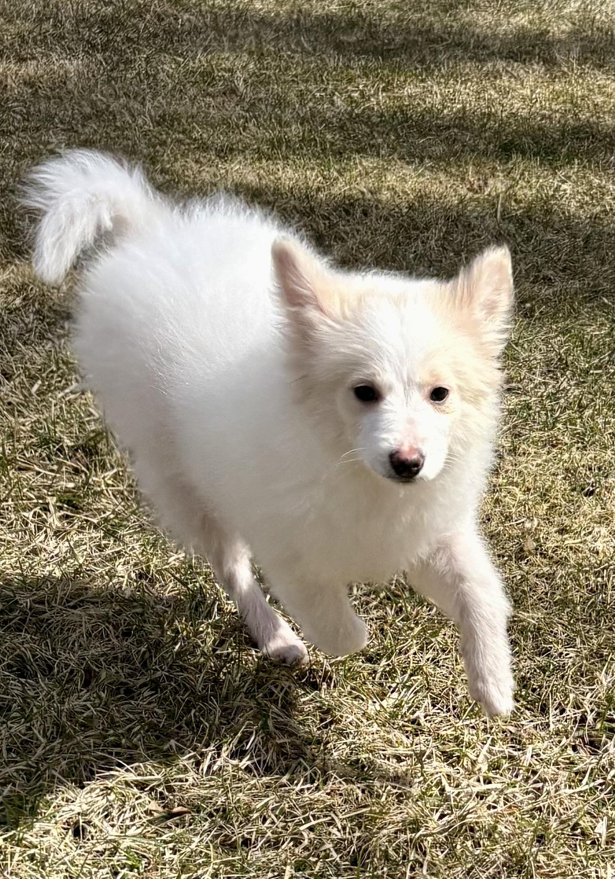 Enlarge Pearl, a ADOPTABLE American Eskimo Dog in Chesterfield, MI image 1/6