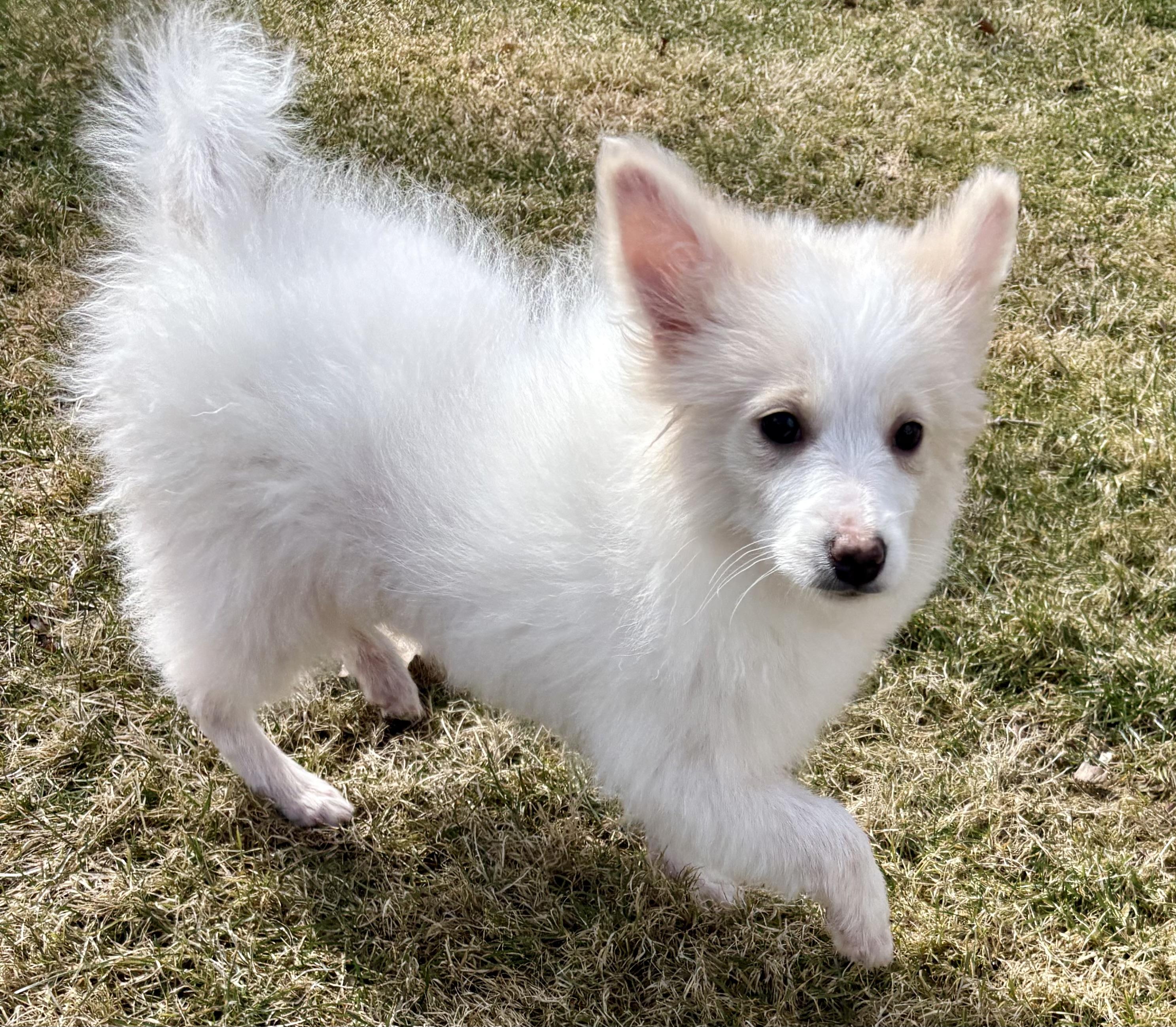 Enlarge Pearl, a ADOPTABLE American Eskimo Dog in Chesterfield, MI image 6/6