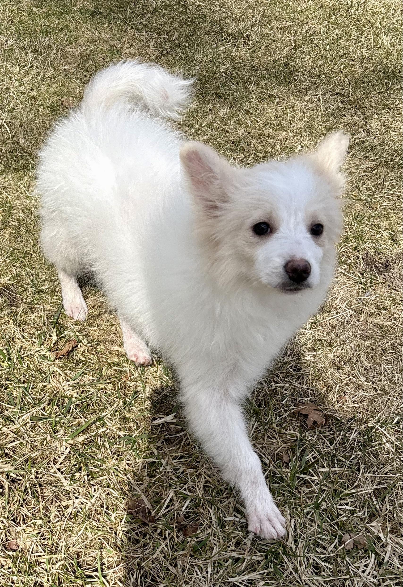 Enlarge Pearl, a ADOPTABLE American Eskimo Dog in Chesterfield, MI image 3/6